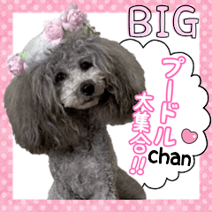 Poodle of love 3