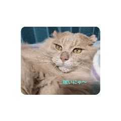Kinchan sticker