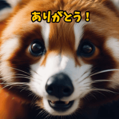 Adorable Red Panda Expressions4