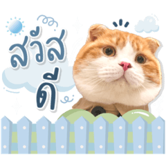 Bobby.thecatt_20231010110415