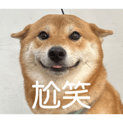 柴犬Bobo梗圖表情包