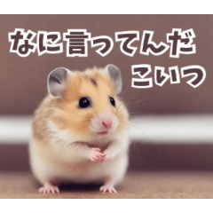 Cute Hamster Caption Stickers