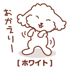 Toy poodle_white color