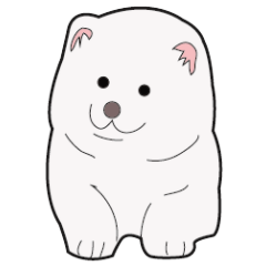 薩摩耶犬白雪 2