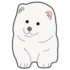 薩摩耶犬白雪 2