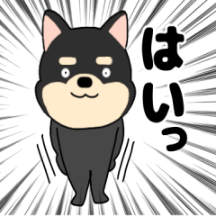 Dog Shiba Inu sibakiti1
