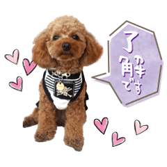 Toy poodle eito's Sticker