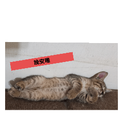 貓貓低語