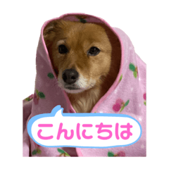 SUZU_oimo