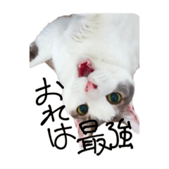 sakura_20231011182420