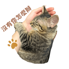 條皮搗蛋過日子