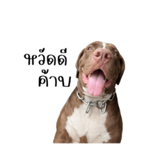 มะขาม_288