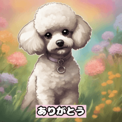 Adorable Toy Poodles