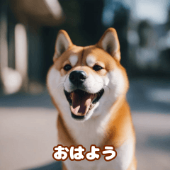 "Shiba Inu Expressions"