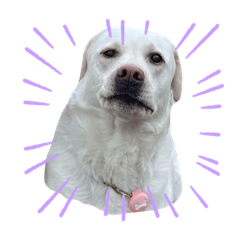 White Labrador emoji pack