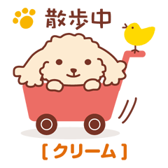 Toy poodle_cream color