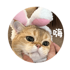 喵喵喵 我是Uni