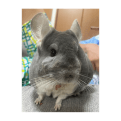 sakura_20231012153243