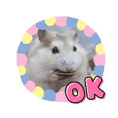 Hamster kawaii omochi