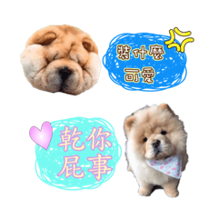 1012 chow chow