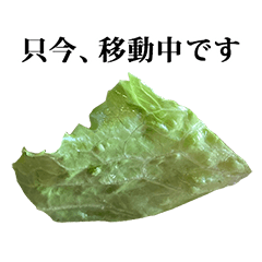retasu 1kire lettuce salad 4