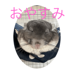 sakura_20231013065955