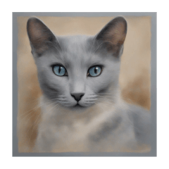 Russian blue,cat