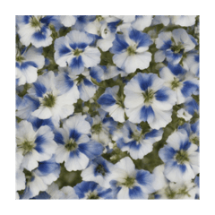 Nemophila art