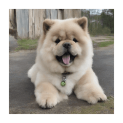 chow chow dog!