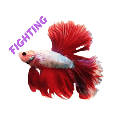 Betta Rose