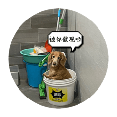 小咪紀念貼圖