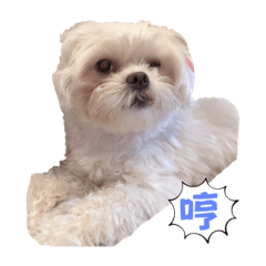 Umi是隻貓