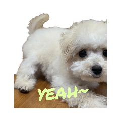 VIP dog duoduo - cute ver. - Stiker LINE | LINE STORE