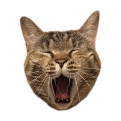 仲良くならない猫のねねとベル