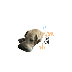 Nuthinun mini_20231014085512