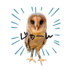 barn owl Wednesday