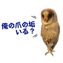 barn owl Wednesday 2