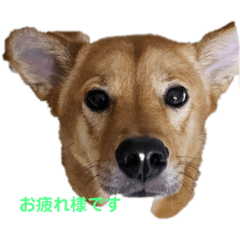 yayoi_20231014175825
