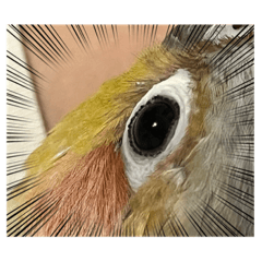 小太陽鸚鵡-我叫皮蛋今年3歲