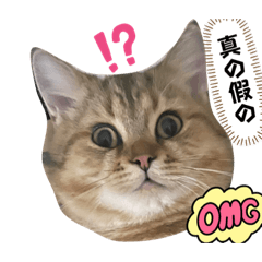 金銀兄弟✿日常生活✿