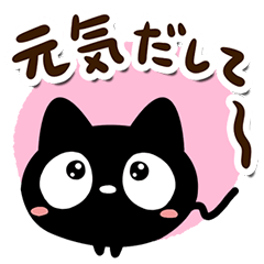 Very cute black cat113
