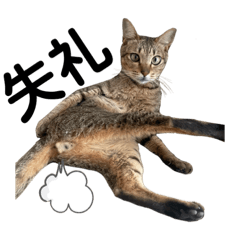 tsubaki_20231015101505