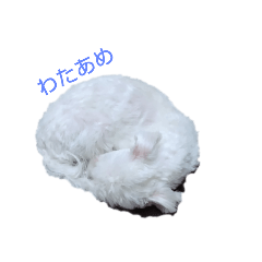 umetama_20231015093059