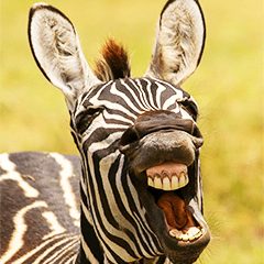 Comedy Wildlife Photography Awards comes
