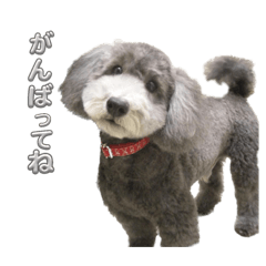 Sakura_20231014213700