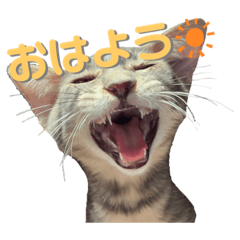 tsubaki_20231014223448