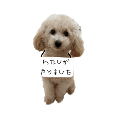 Our dog Komugi