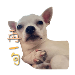 Mini 阿咪 吉娃娃日常