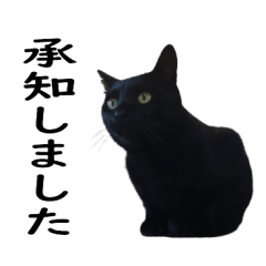 Easy-to-use black cat honorific Sticker