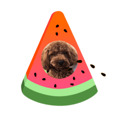 Charlie Brown T.poodle2